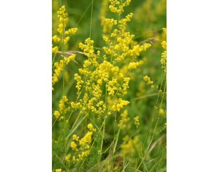 Echtes Labkraut (Galium verum)