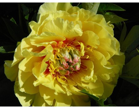 Garden Treasure Pfingstrose