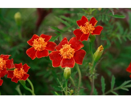Tagetes tenuifolia 'Red Gem', Gewürztagetes 'Red Gem'