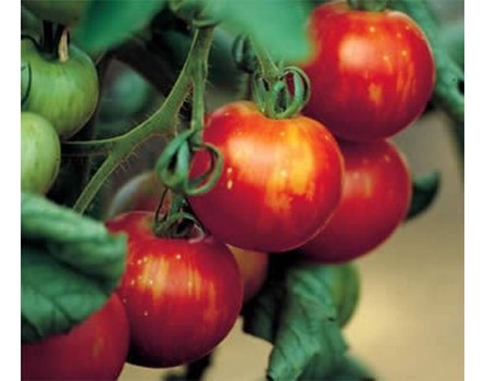 Tomate, Tigerella