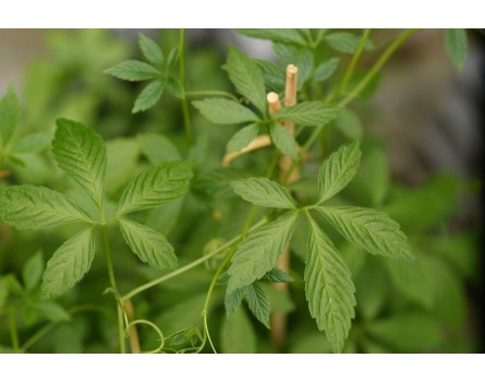Jiaogulan (Gynostemma pentaphyllum)