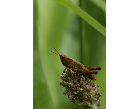 Spitzwegerich, Wildform (Plantago lanceolota)