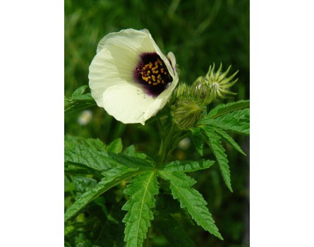 Hanfhibiscus (Hibiscus cannabinus)