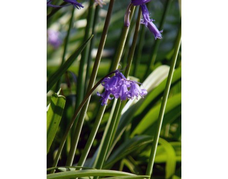 Hasenglöckchen (Hyacinthoides non-scripta)