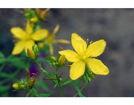 Johanniskraut (Hypericum perforatum)