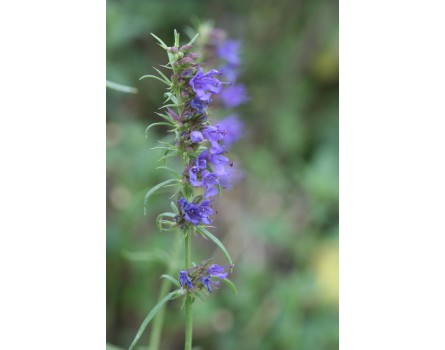 Ysop (Hyssopus officinalis)