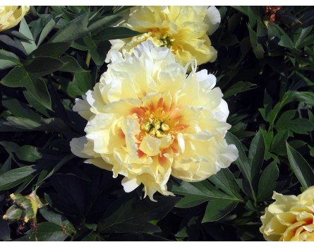P. lactiflora x lutea Bartzella Pfingstrose