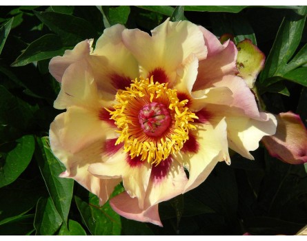 P. lactiflora x lutea Court Jester Pfingstrose