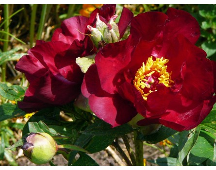 Intersektionelle Hybriden Scarlett Heaven