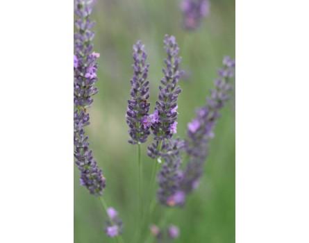 Lavendel-Auslese (Lavandula x intermedia 'Grosso')