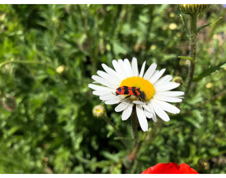 Margerite, Wildform (Leucanthemum vulgare)