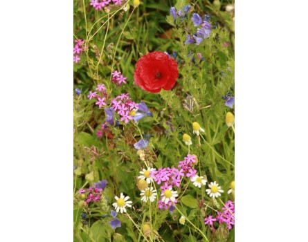 Mischung 12: Wildblumen für Wildbienen