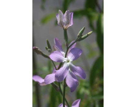 Gemshorn (Matthiola bicornis)