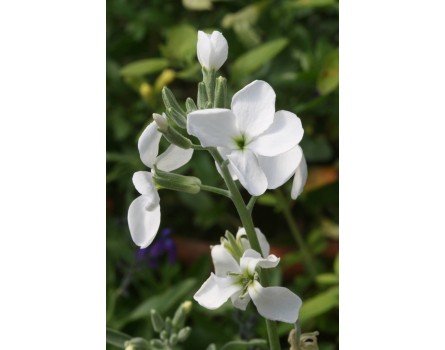 Matthiola incana 'Zagreb' (Levkoje)