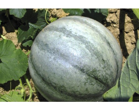 Cucumis melo 'Petite Gris de Rennes'