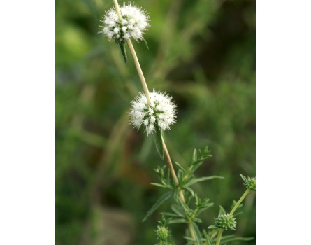 Hirschminze (Mentha cervina)