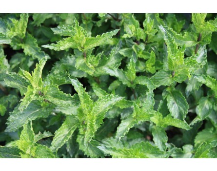 Krause Minze (Mentha spicata)