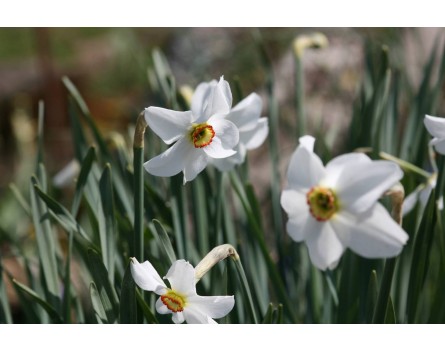 Weiße Narzisse (Narcissus poeticus)