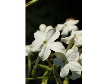Bauerntabak / Flügeltabak (Nicotiana alata)