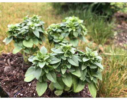 Buschbasilikum (Ocimum basilicum minimum)