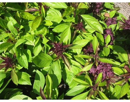 Thailand-Basilikum (Ocimum basilicum 'Thai')