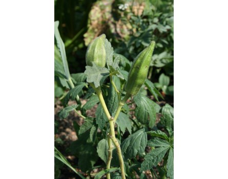 Okra (Bio-Saatgut)
