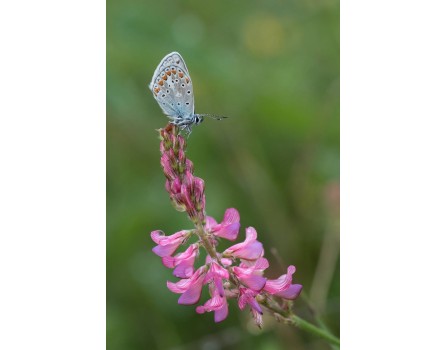 Esparsette, Wildform (Onobrychis viciifolia)