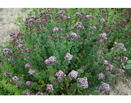 Origanum vulgare