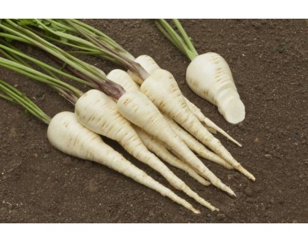Pastinake (Bio-Saatgut)