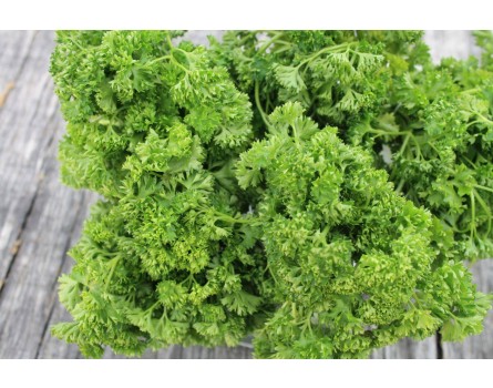 Petersilie (Petroselinum crispum)