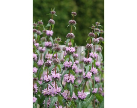 Knollen-Brandkraut (Phlomis tuberosa)
