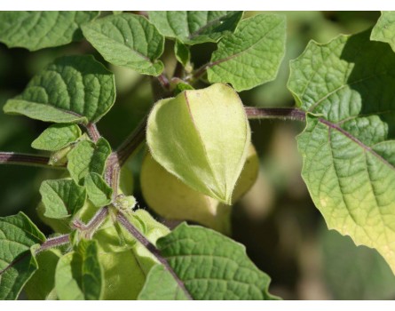 Ananaskirsche (Physalis pruinosa)