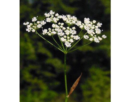 Kleine Bibernelle (Bio-Saatgut)