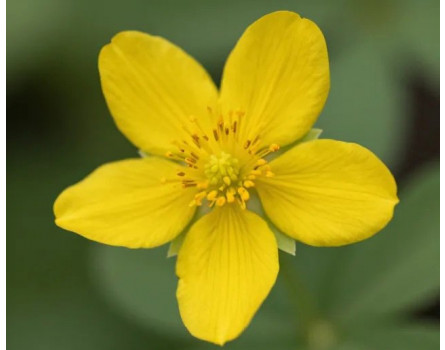 Potentilla argentea, Silber-Fingerkraut