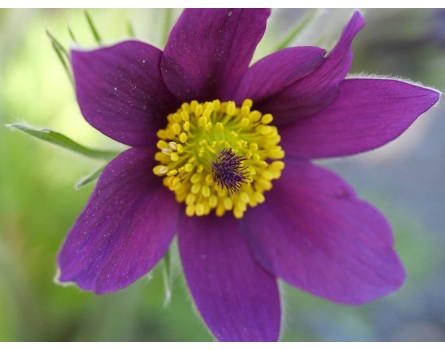 Gemeine Küchenschelle (Pulsatilla vulgaris)