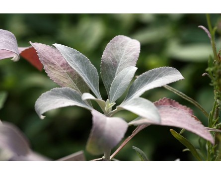 Indianischer Räuchersalbei, Weißer Salbei (Salvia apiana)
