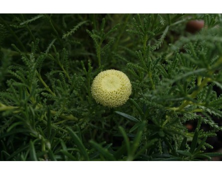 Heiligenkraut (Santolina rosmarinifolia)