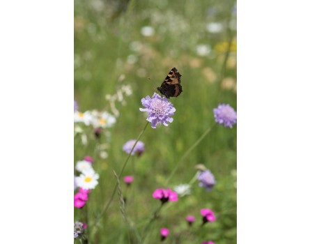Tauben-Skabiose (Scabiosa columbaria)