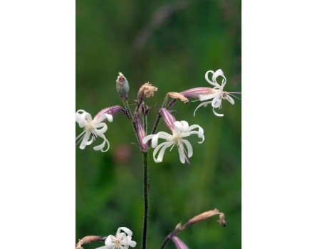 Nickendes Leimkraut (Silene nutans)