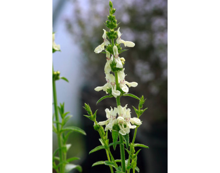 Aufrechter Ziest (Stachys recta)
