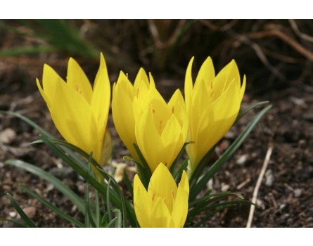 Sternbergia spec. (Herbst-Goldbecher, Goldkrokus)