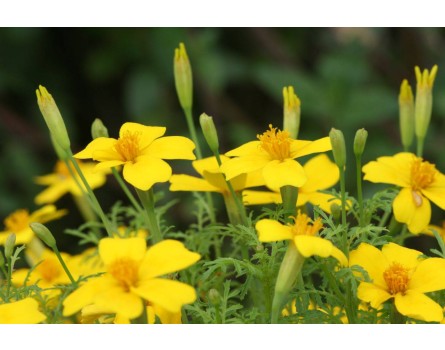 Gewürz-Tagetes (Tagetes tenuifolia 'Lemon Gem')