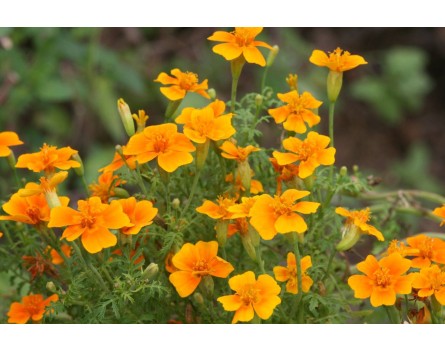 Gewürz-Tagetes (Tagetes tenuifolia 'Orange Gem')
