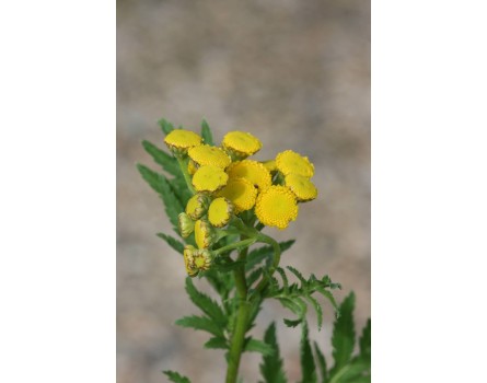 Rainfarn (Tanacetum vulgare)