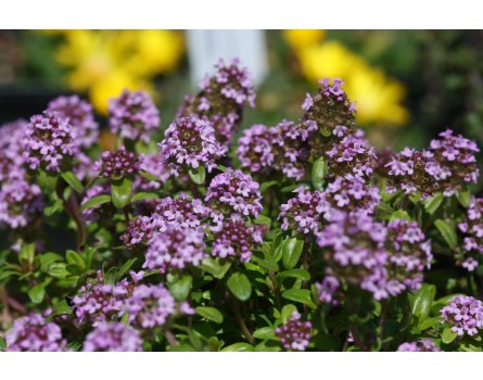 Feldthymian (Thymus pulegioides)