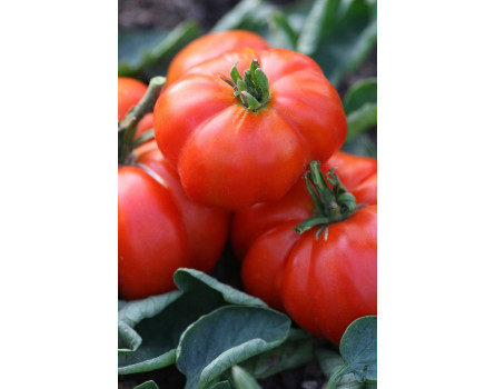 Tomate, Costoluto Genovese, Lycopersicon lycopersicum 