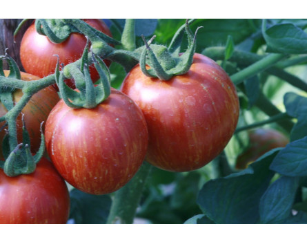 Tomate, Shimmeig Creg, runde Sorte