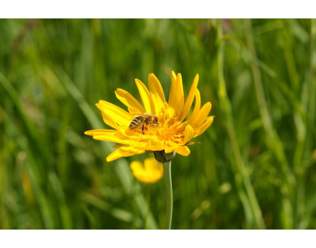 Wiesen-Bocksbart, Tragopogon pratensis