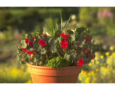 Kapuzinerkresse 'Empress of India', rot (Bio-Saatgut)