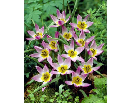 Zwergtulpe, Tulipa humilis